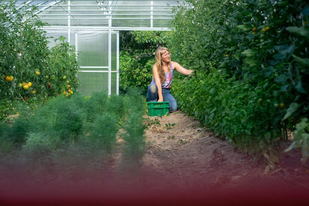 Kat picks tomatoes in one of her hoop houses