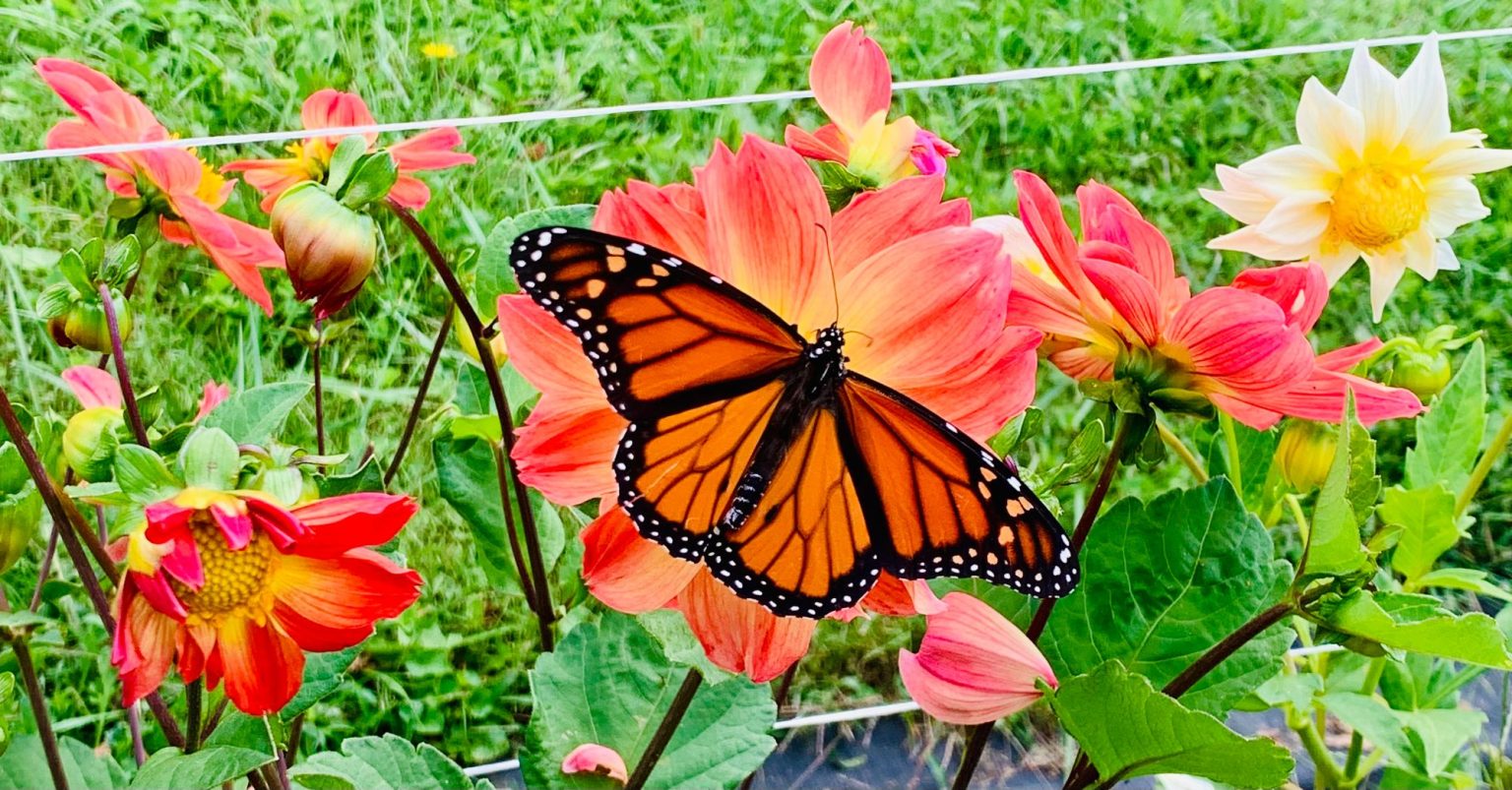 Visit Floyd Virginia | Freshwater Habitats & Monarch Butterflies