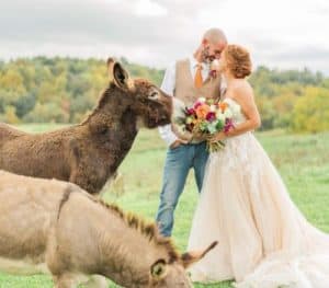 A couple in wedding attire embraces in a field, surrounded by donkeys. The bride holds a colorful bouquet, and the scene features lush greenery and autumn-colored trees in the background.